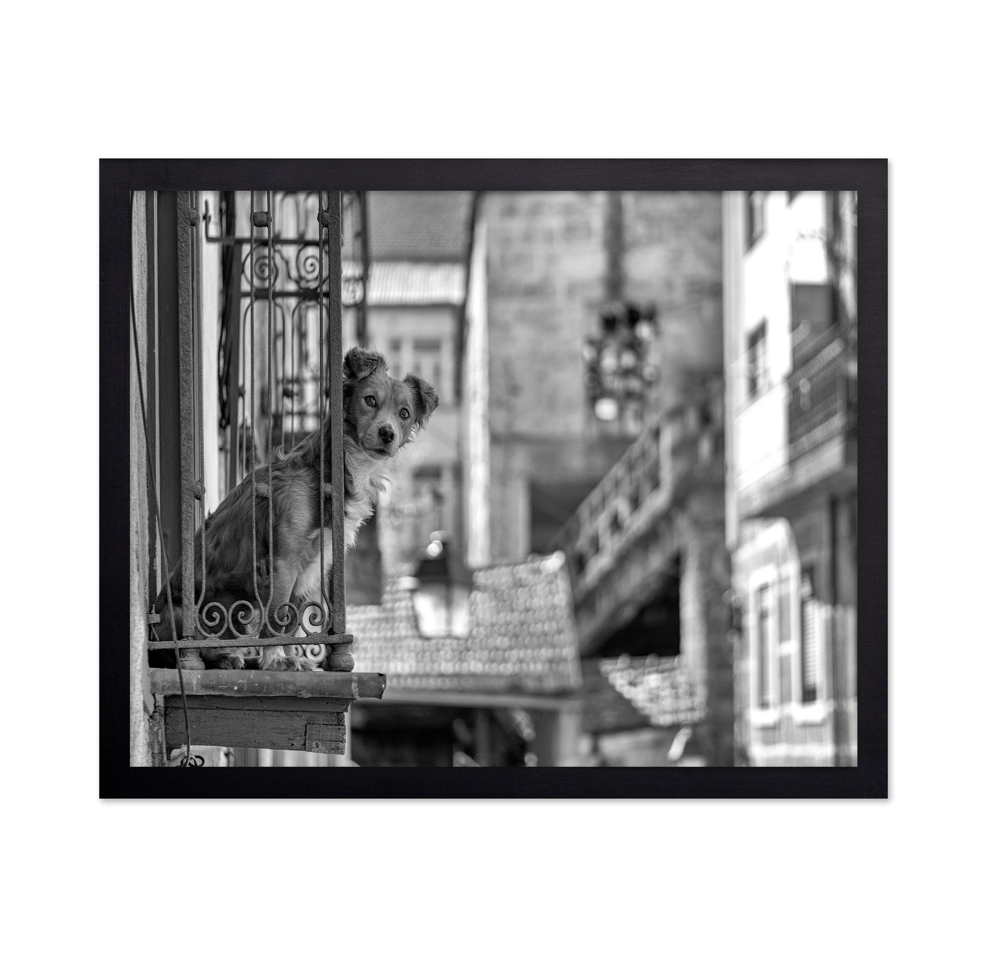 Dog in the Balcony