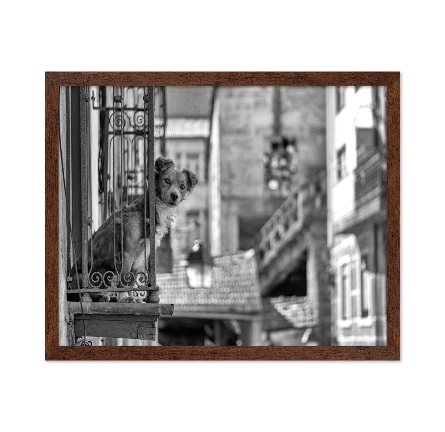 Dog in the Balcony