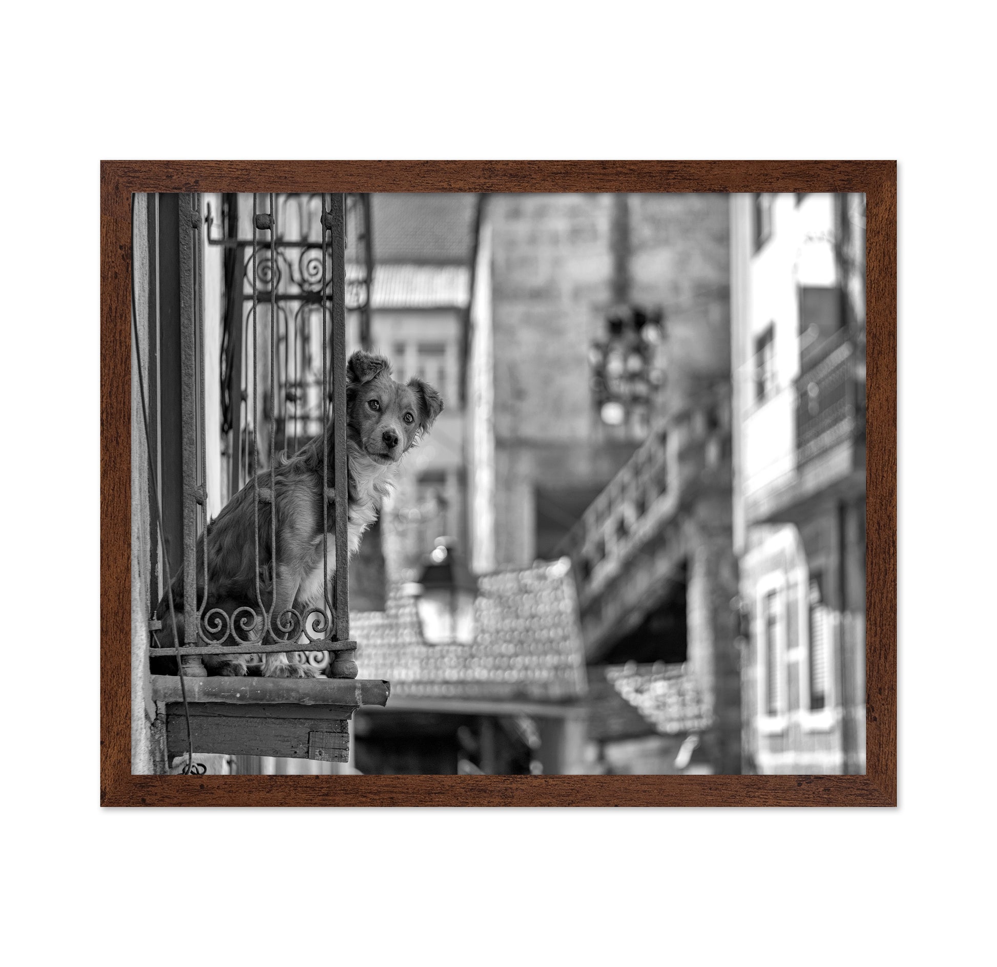 Dog in the Balcony