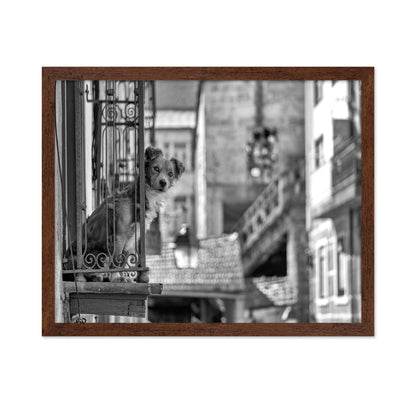 Dog in the Balcony