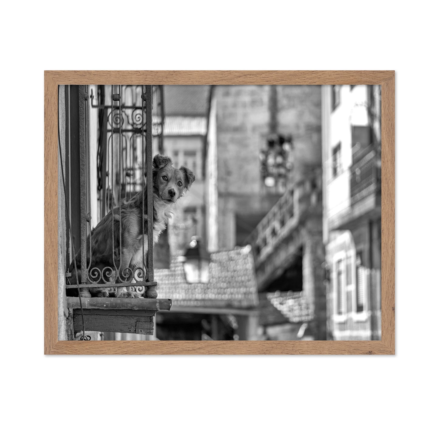 Dog in the Balcony