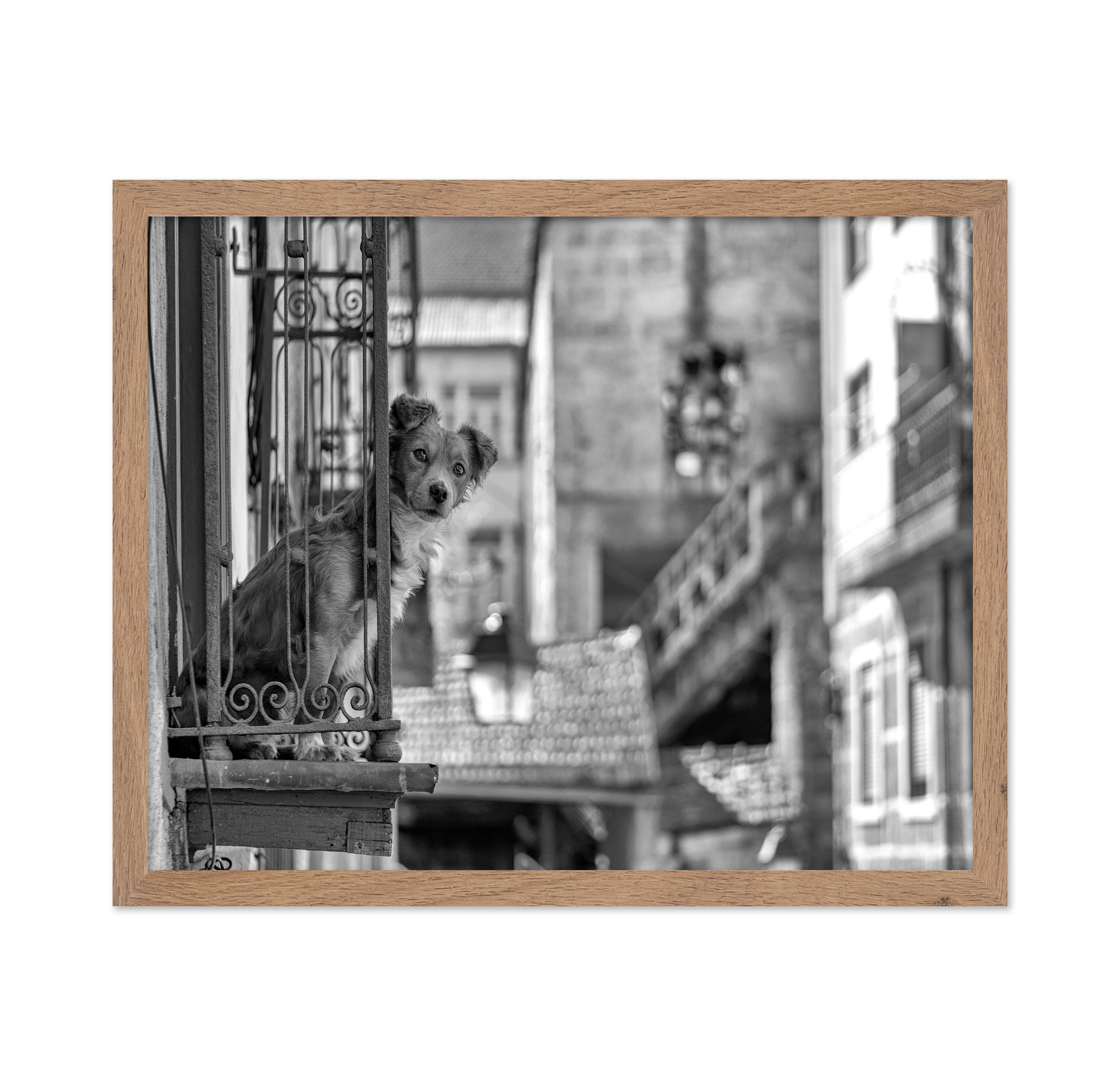 Dog in the Balcony