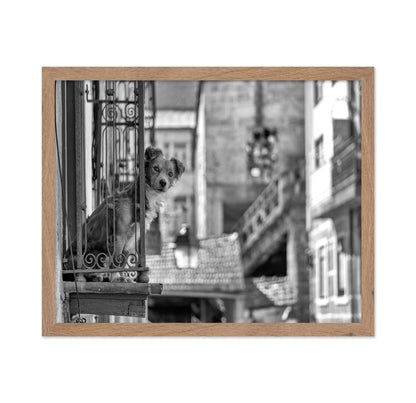 Dog in the Balcony