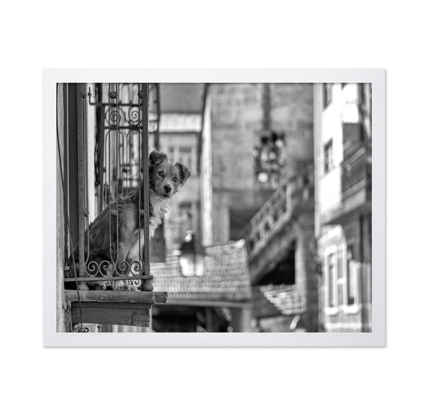 Dog in the Balcony