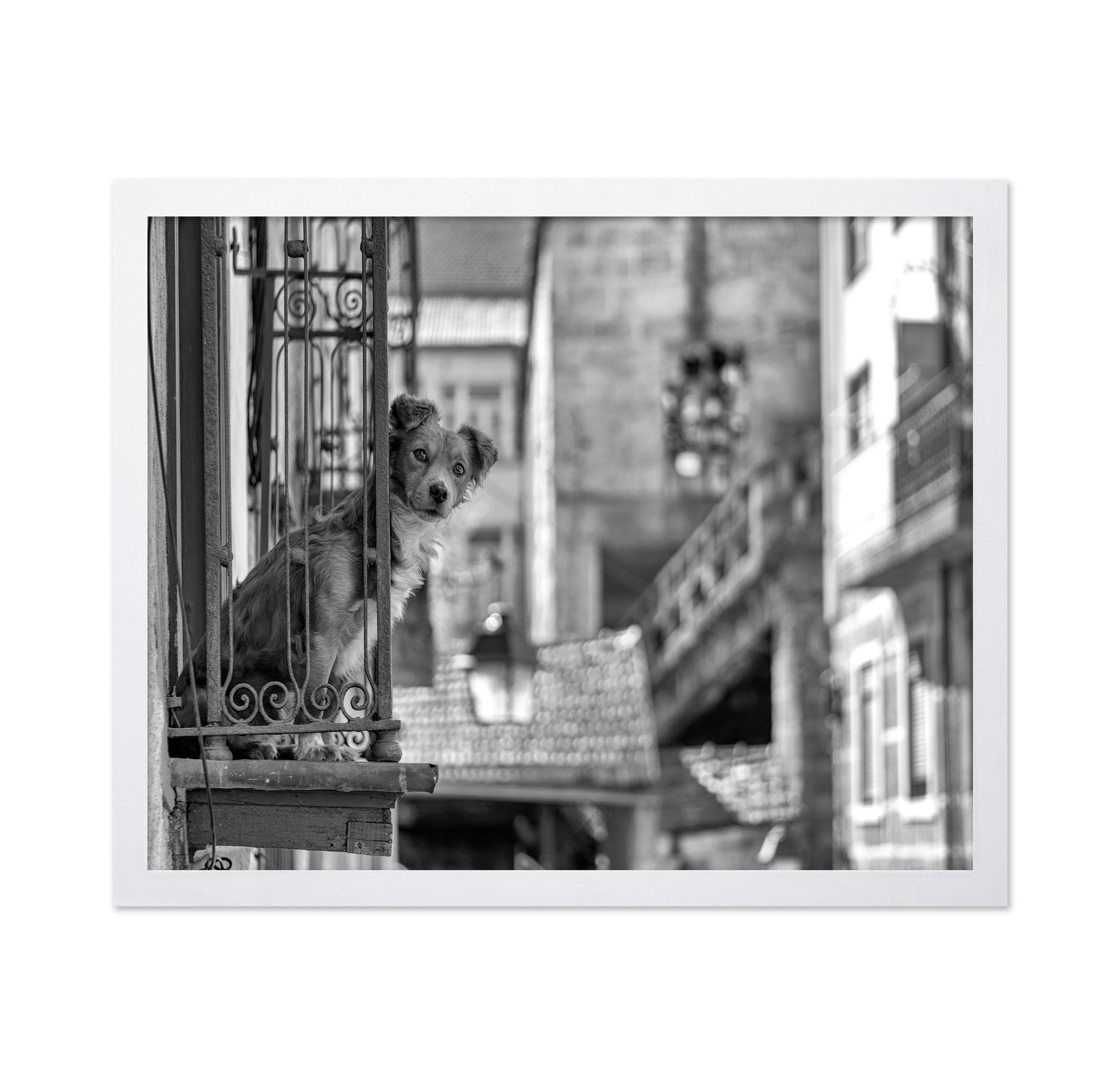Dog in the Balcony