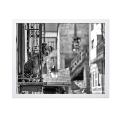Dog in the Balcony