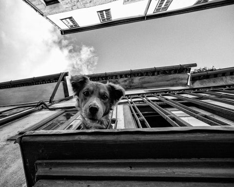 Dog in the Balcony No 2