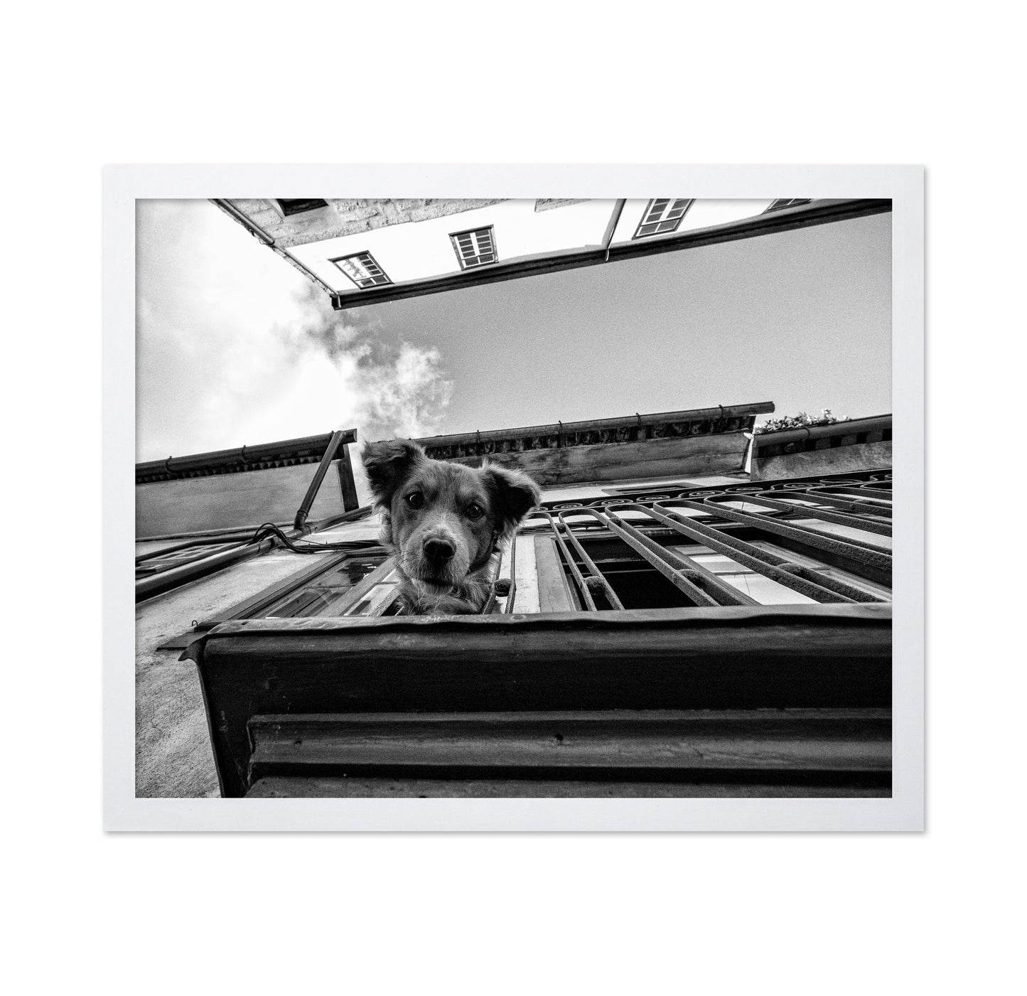 Dog in the Balcony No 2