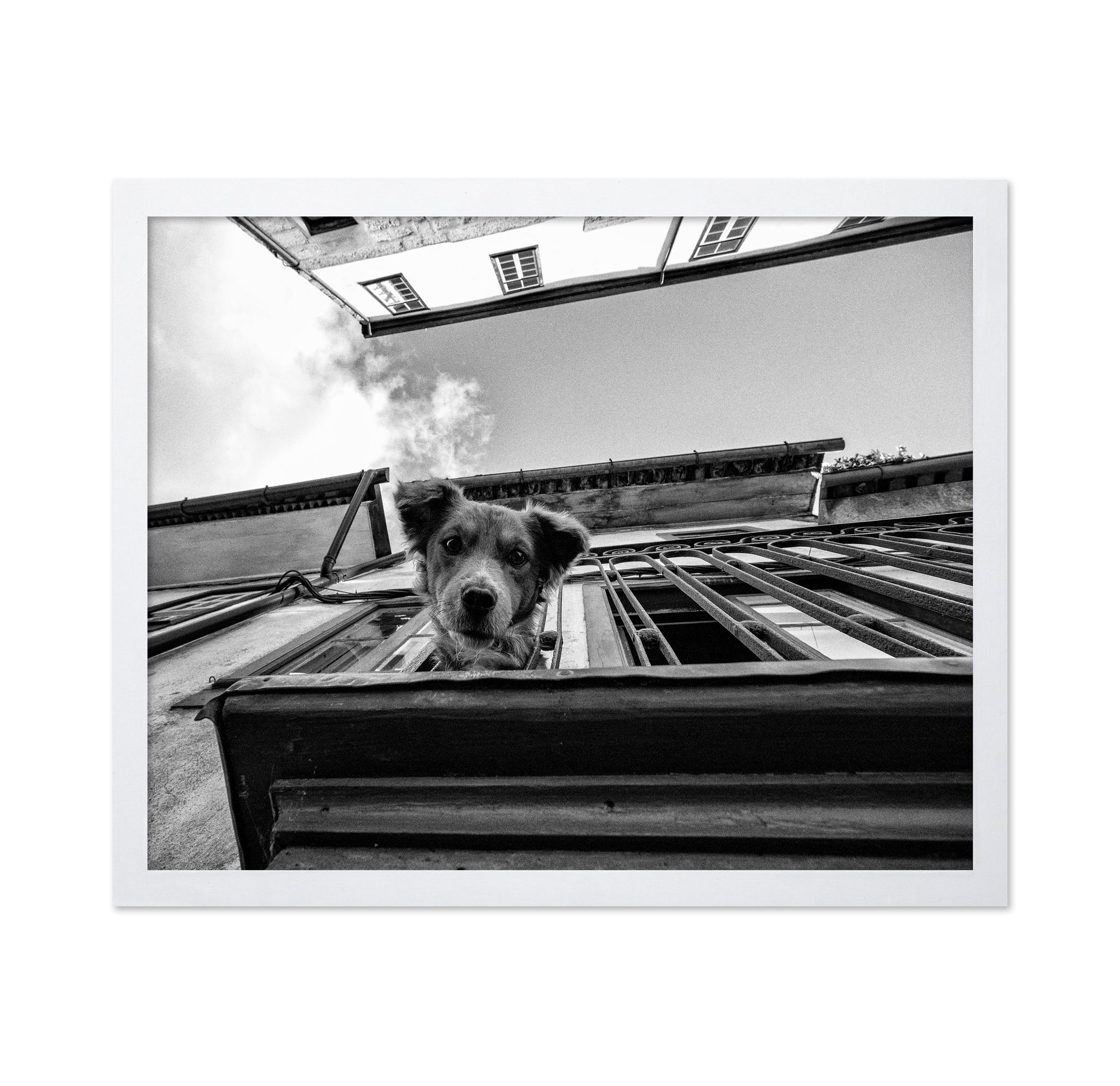 Dog in the Balcony No 2