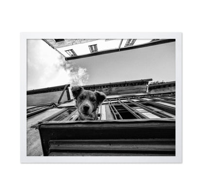 Dog in the Balcony No 2