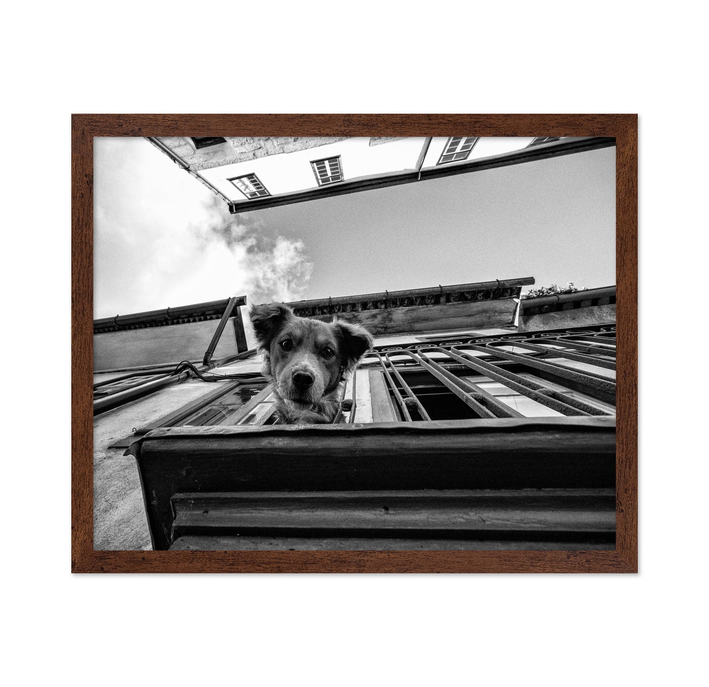 Dog in the Balcony No 2
