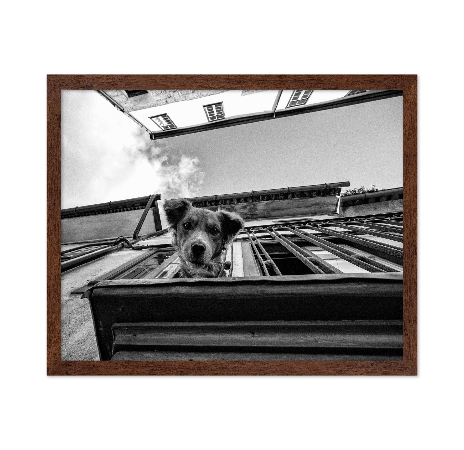 Dog in the Balcony No 2