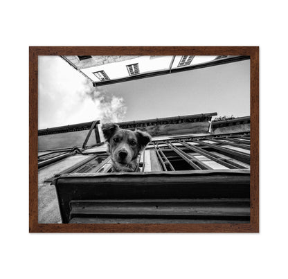 Dog in the Balcony No 2
