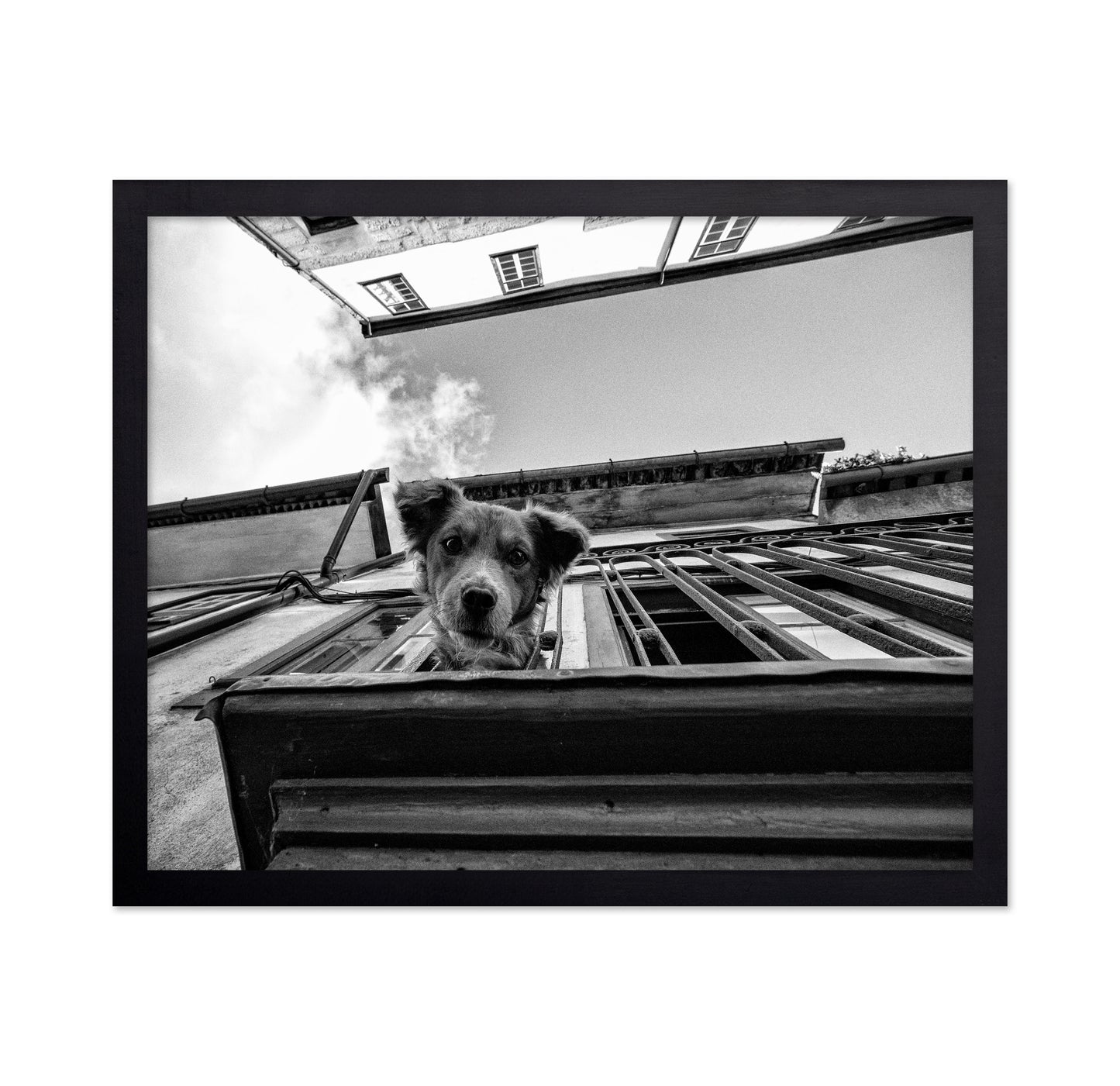 Dog in the Balcony No 2