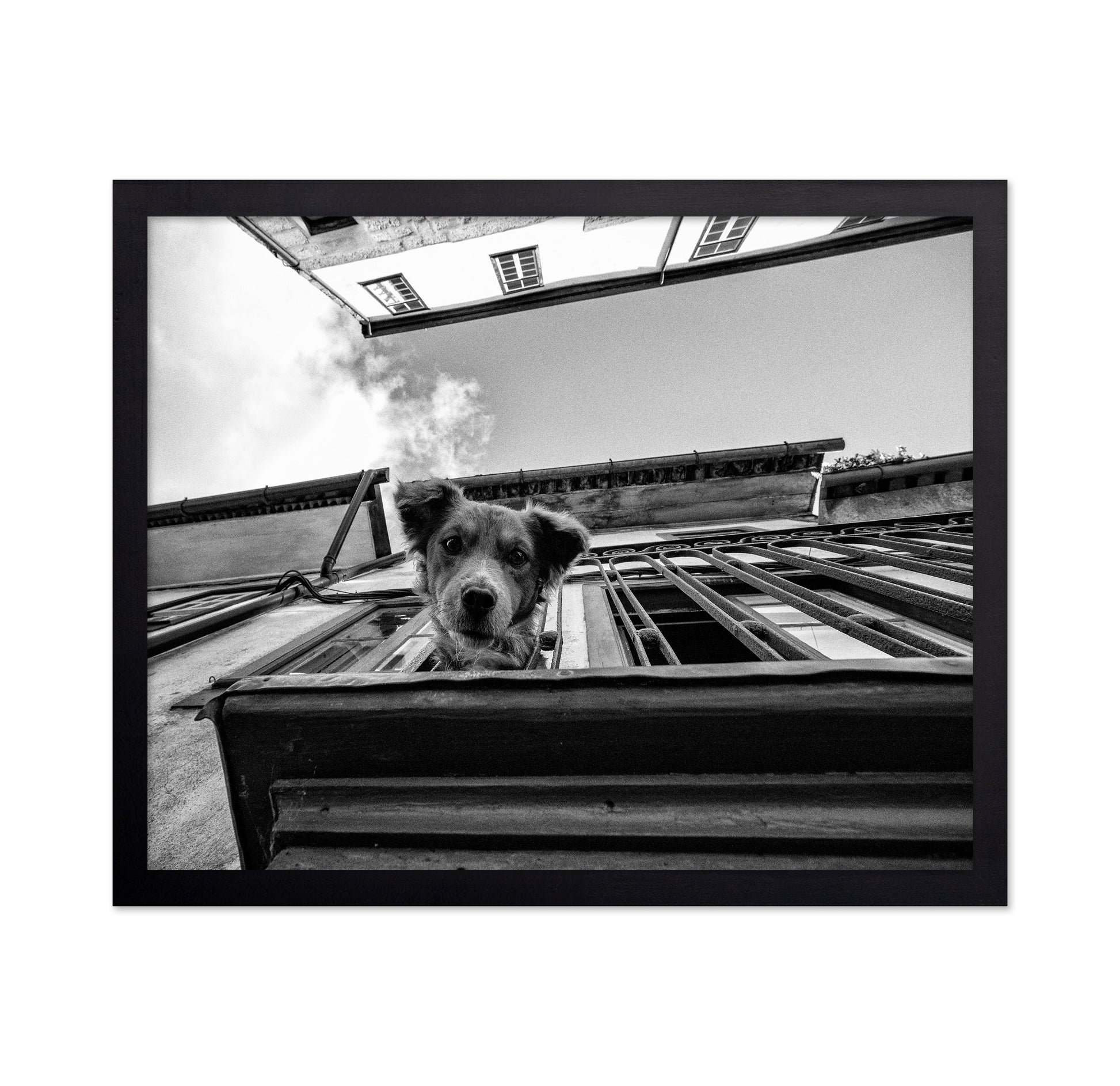 Dog in the Balcony No 2