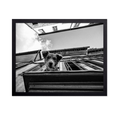 Dog in the Balcony No 2