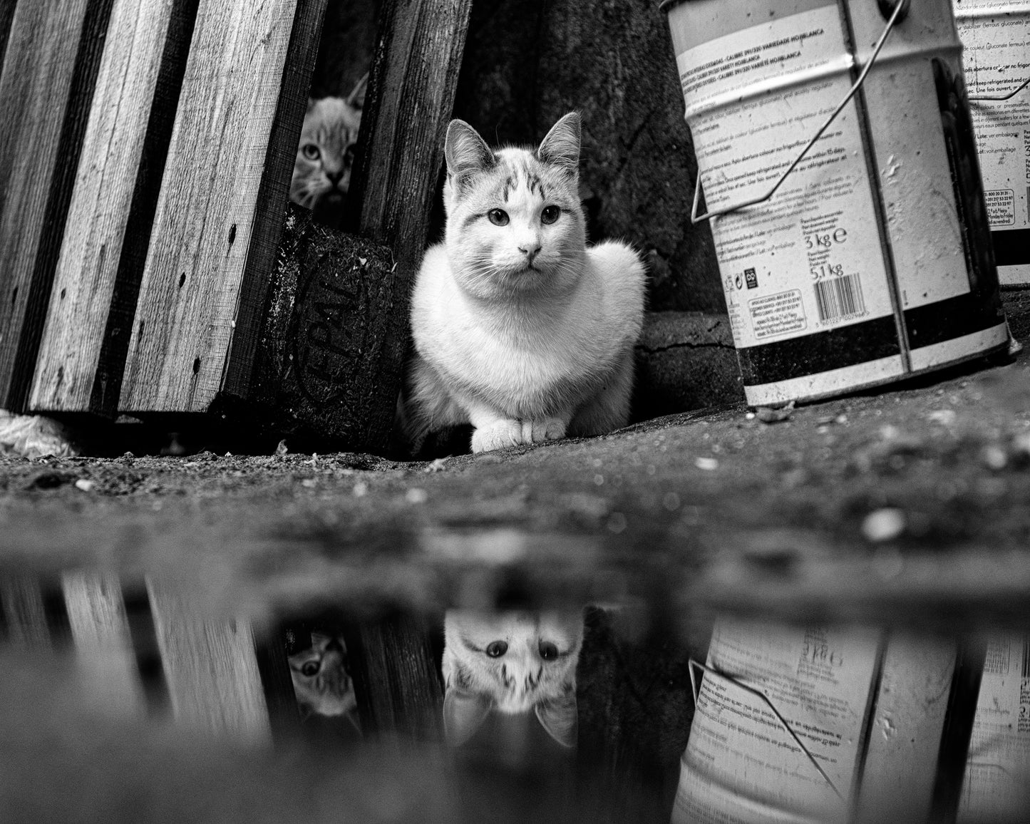 Street Cat Mirror Puddle