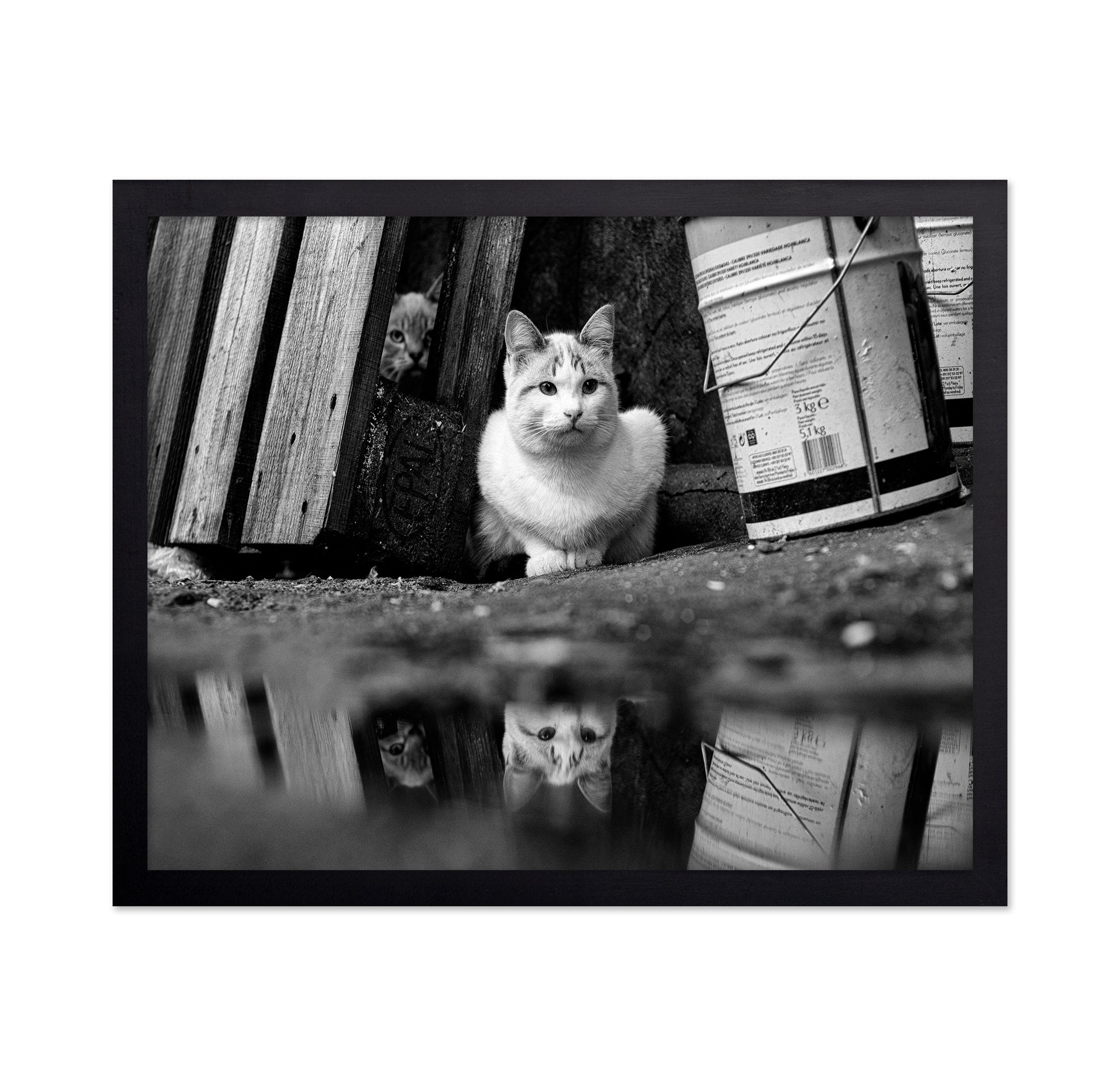 Street Cat Mirror Puddle