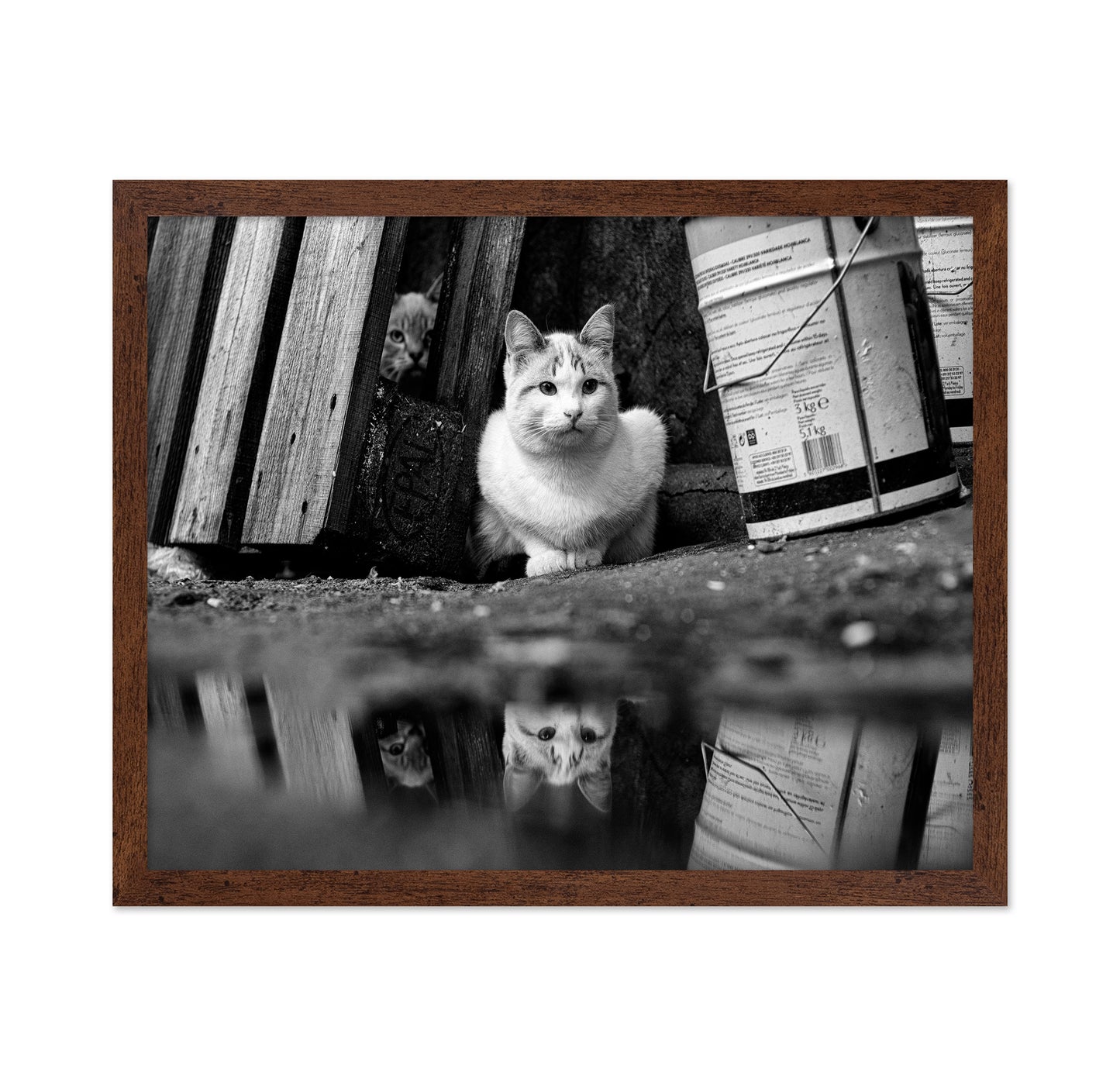 Street Cat Mirror Puddle
