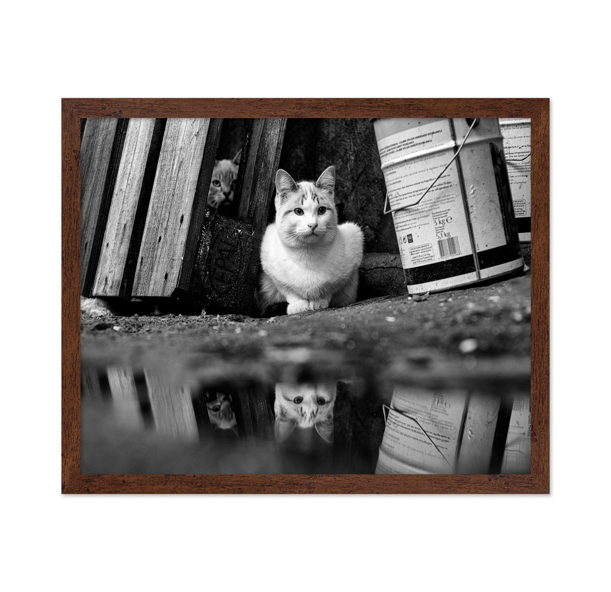 Street Cat Mirror Puddle