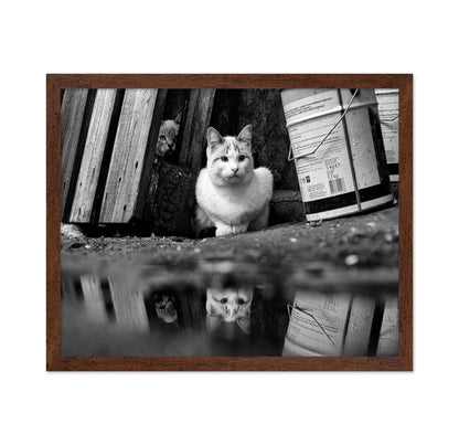 Street Cat Mirror Puddle