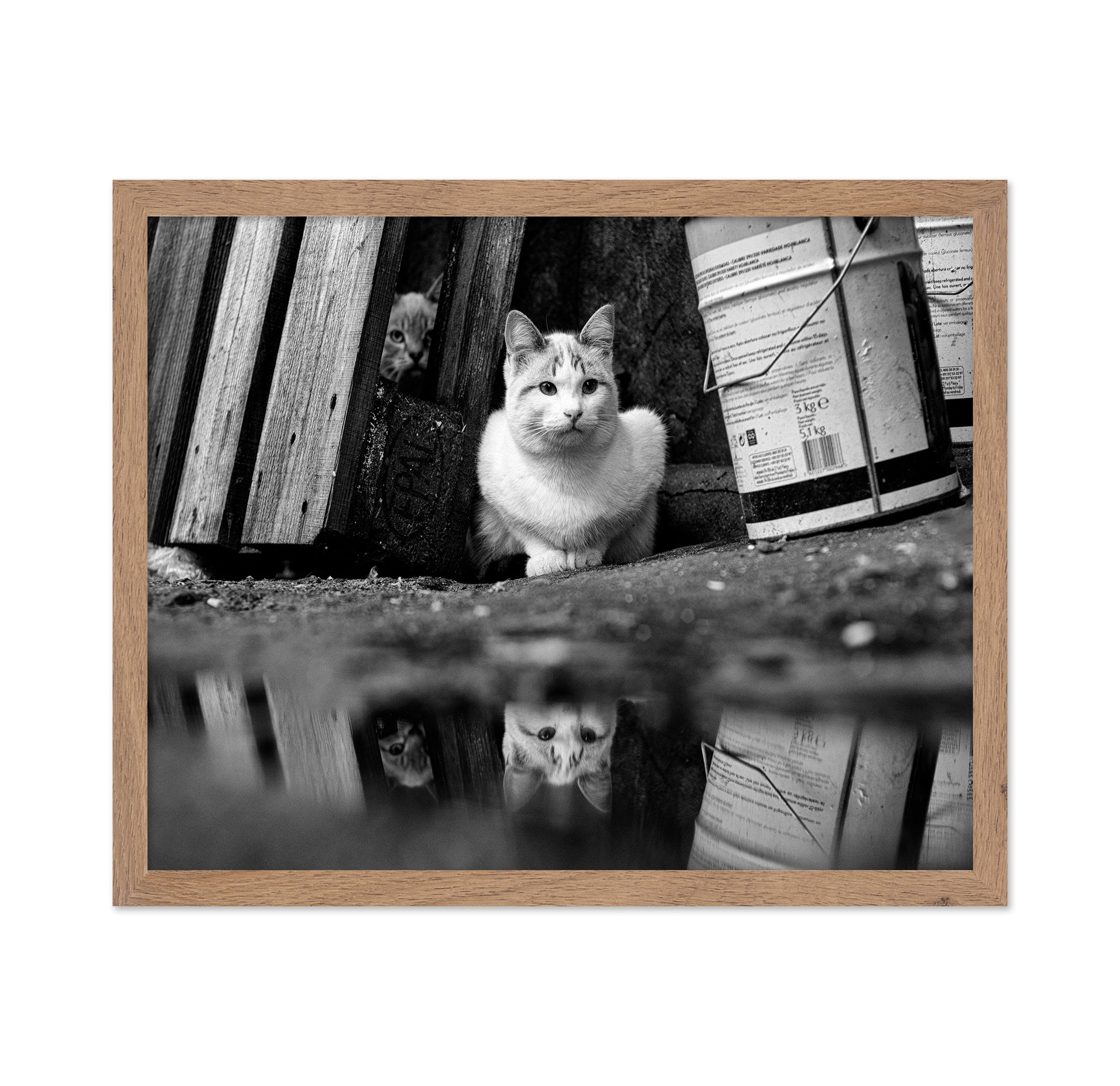 Street Cat Mirror Puddle
