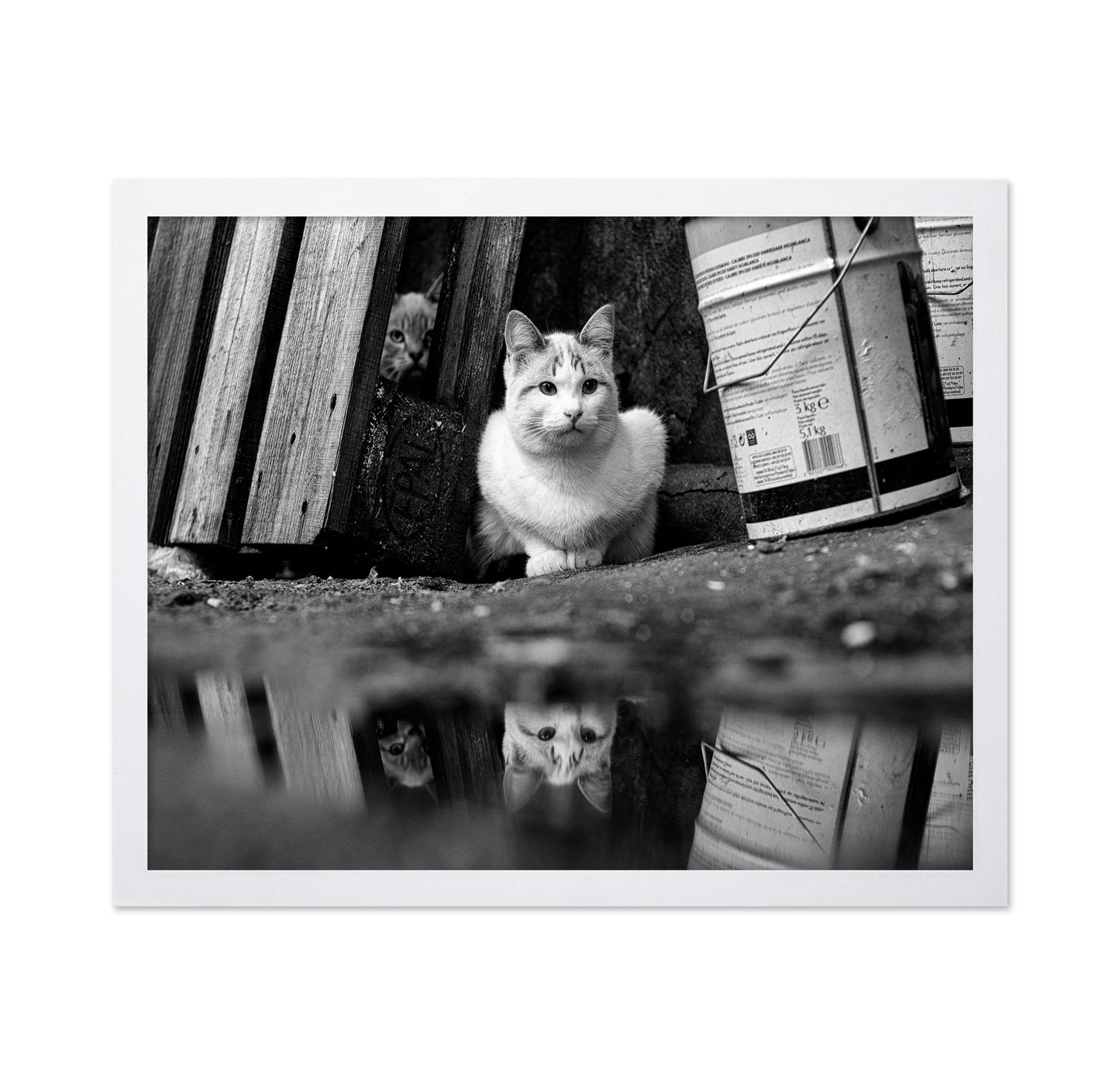 Street Cat Mirror Puddle