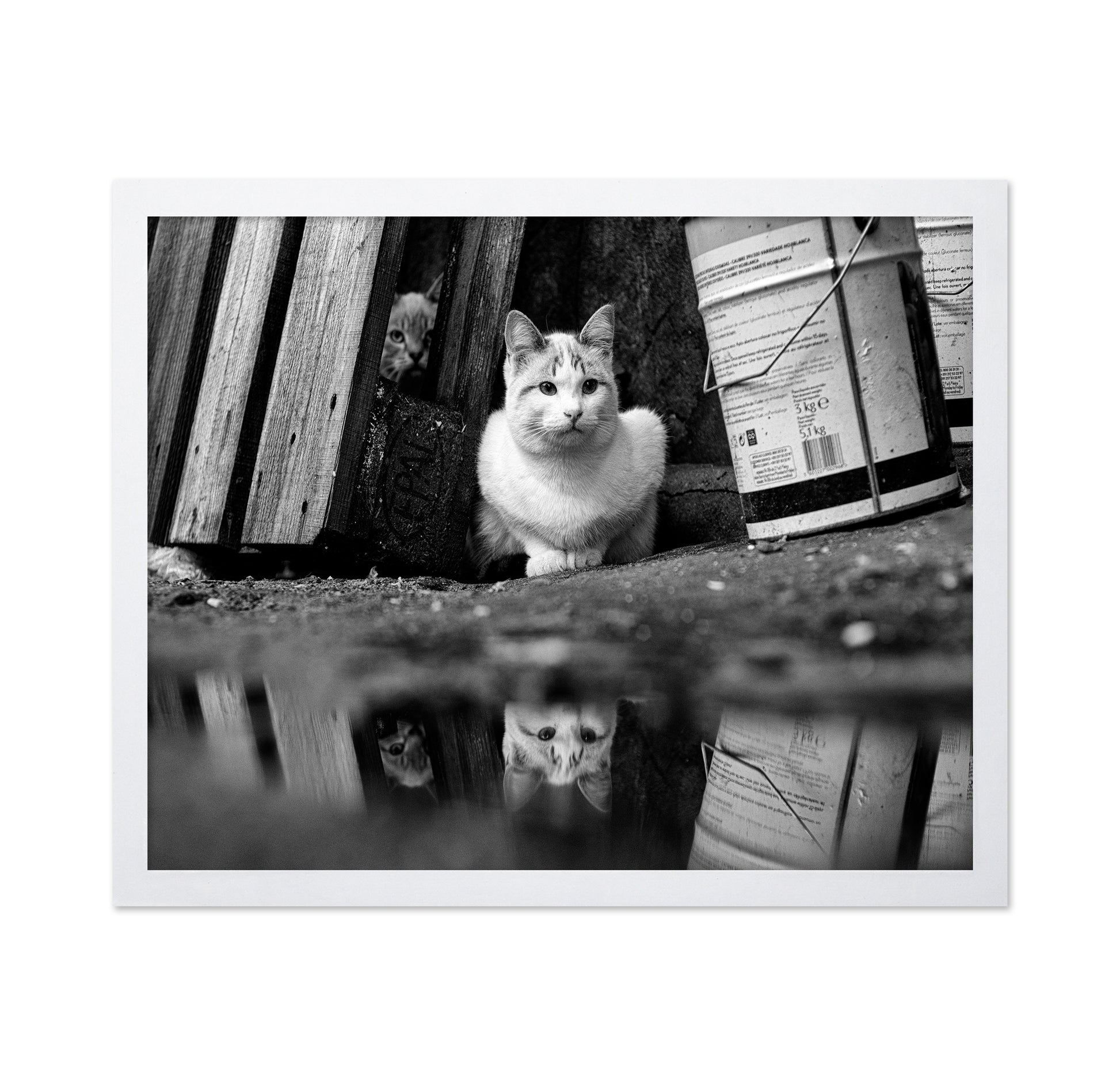 Street Cat Mirror Puddle