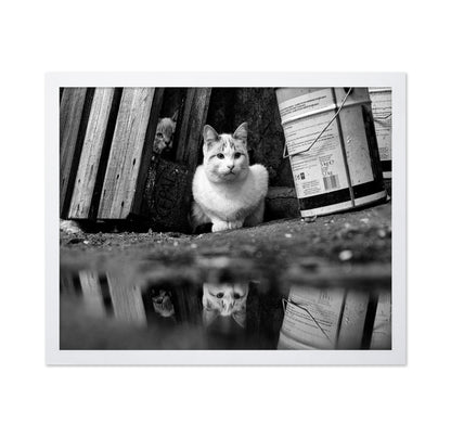 Street Cat Mirror Puddle