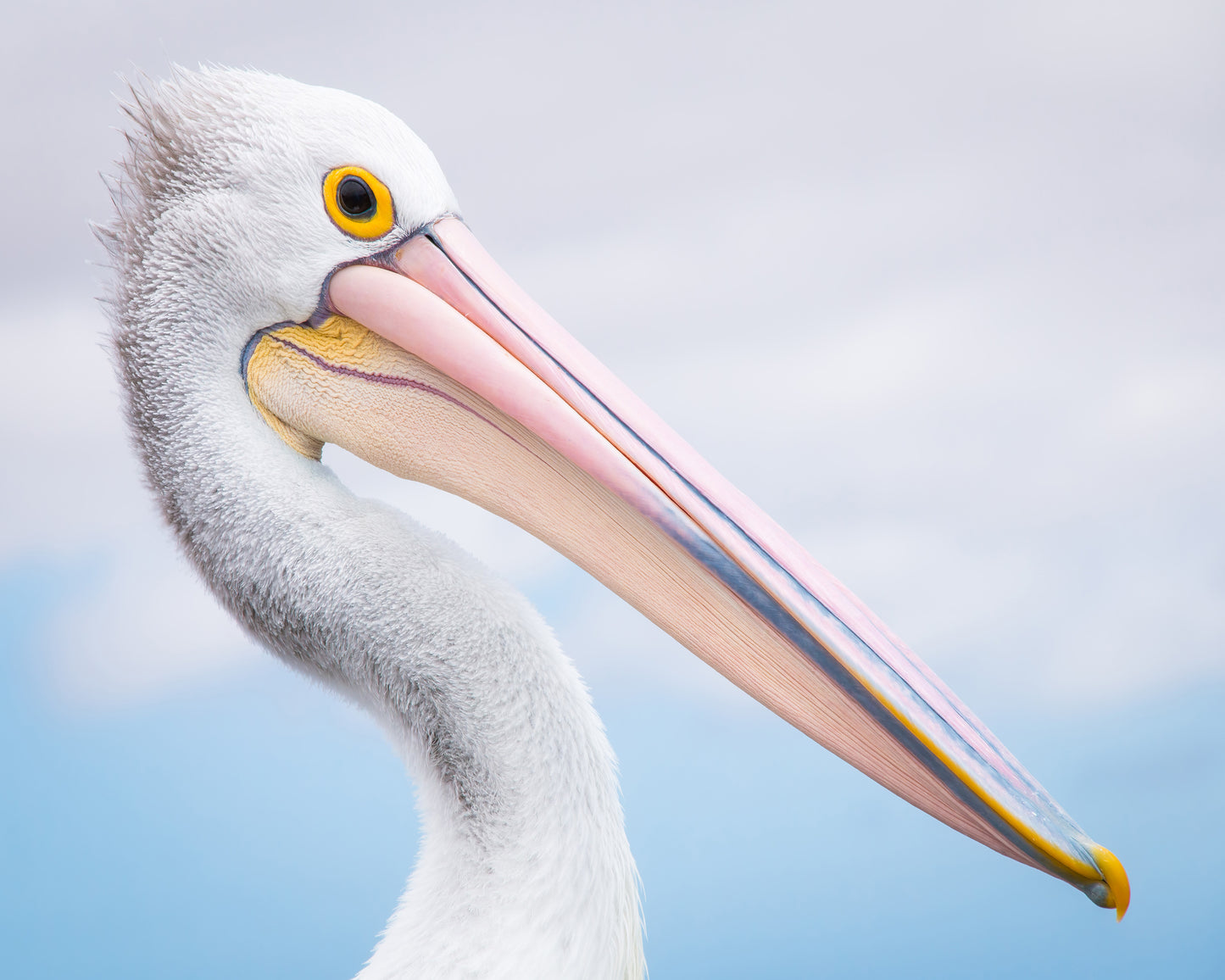 Pelican No 2