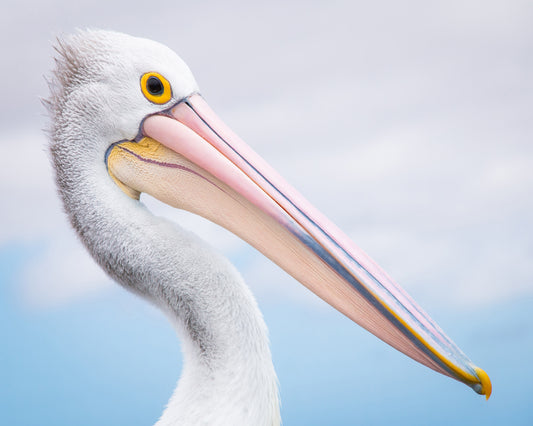 Pelican No 2
