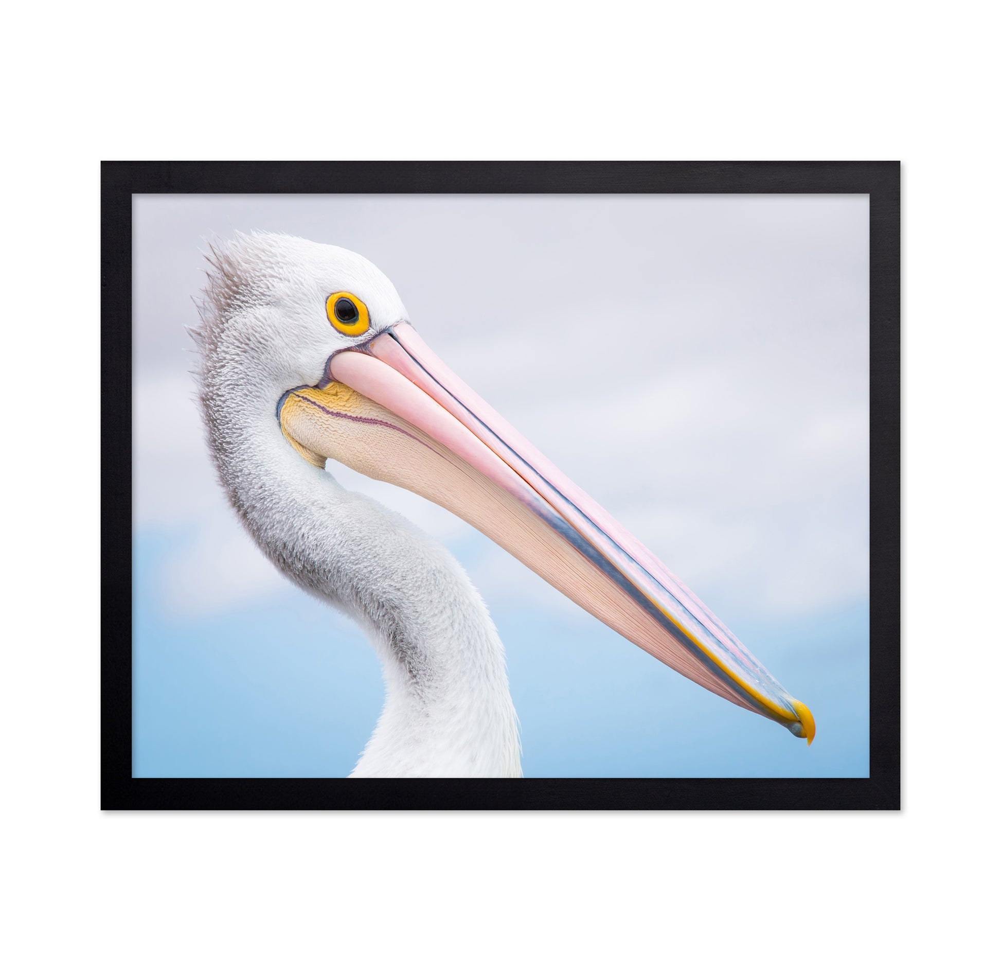 Pelican No 2