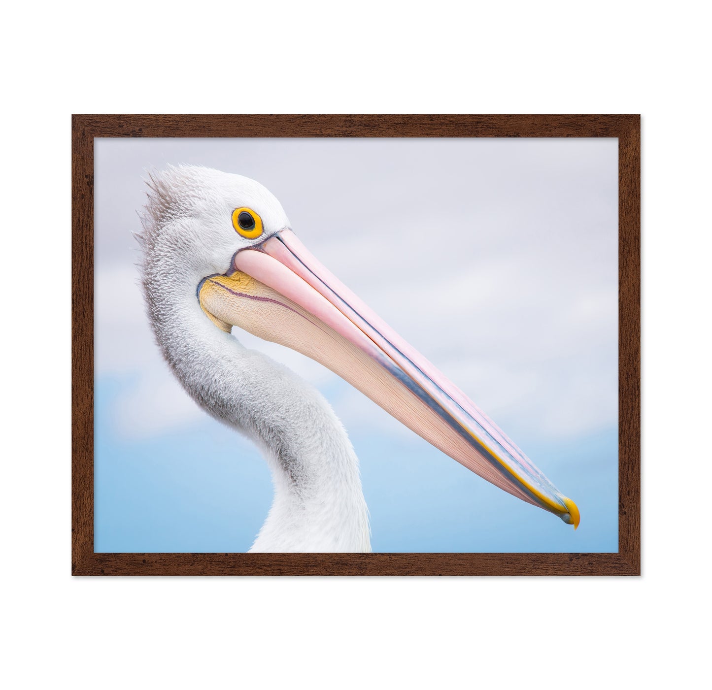 Pelican No 2