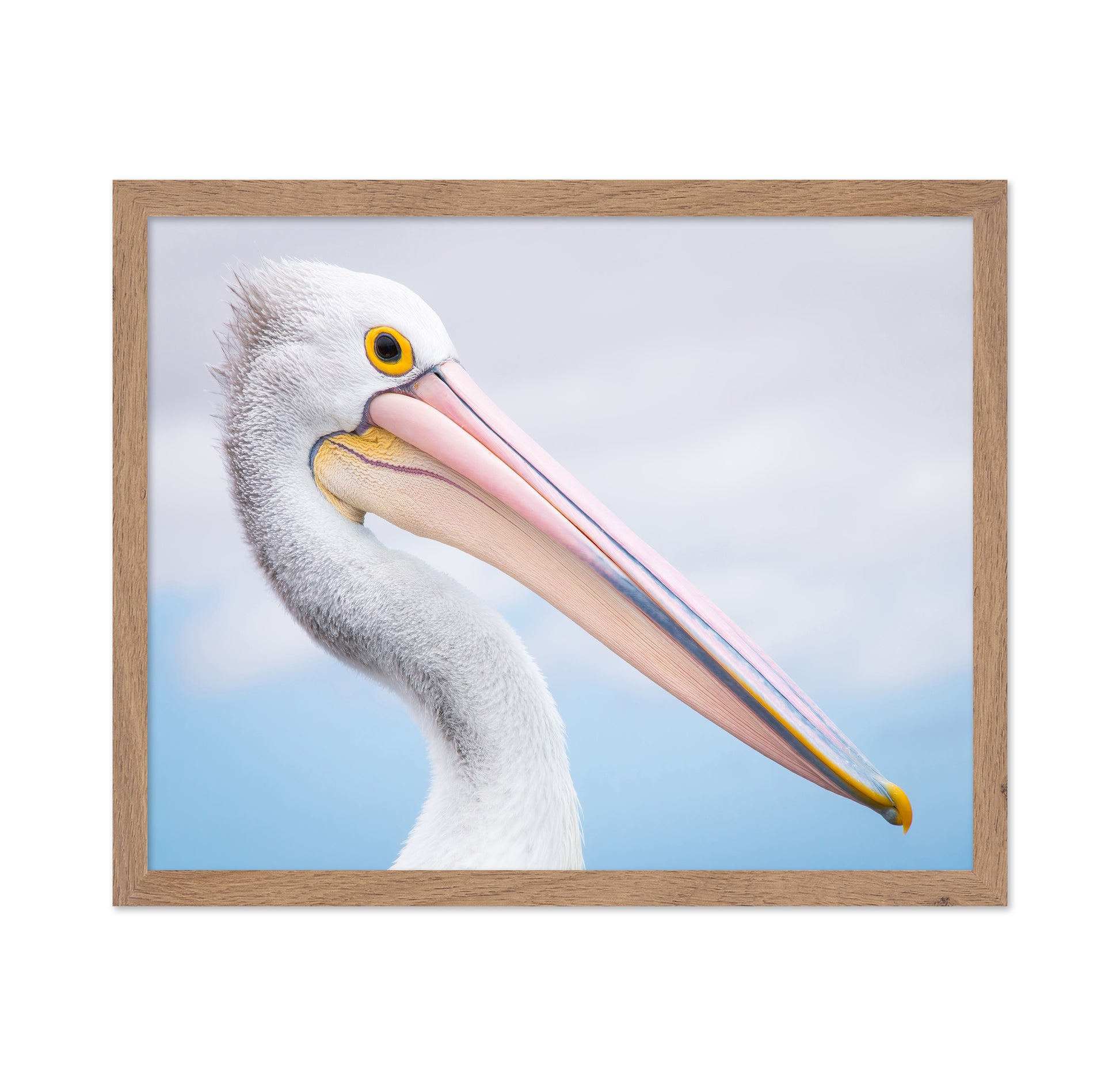 Pelican No 2
