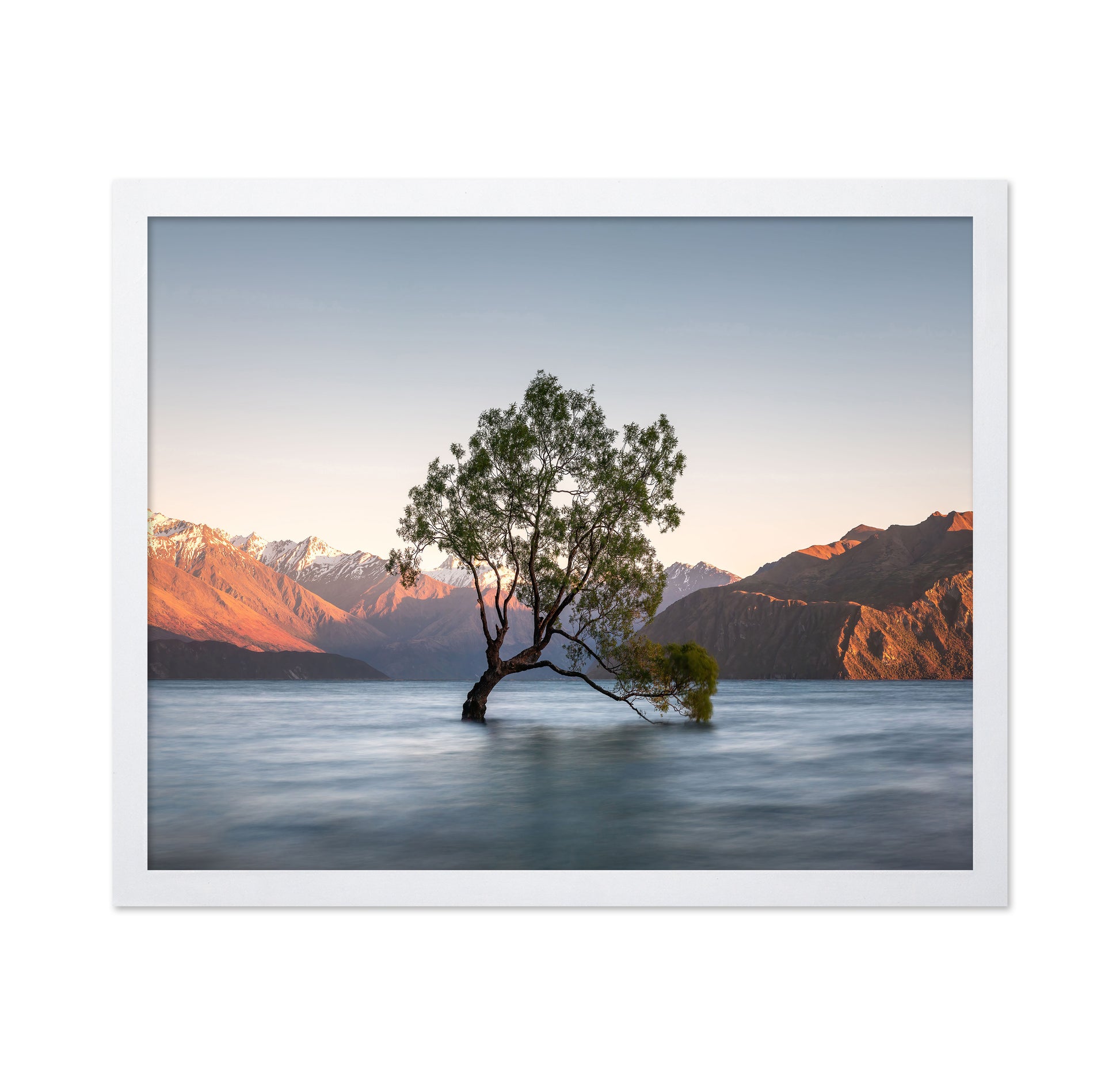 Wanaka Tree