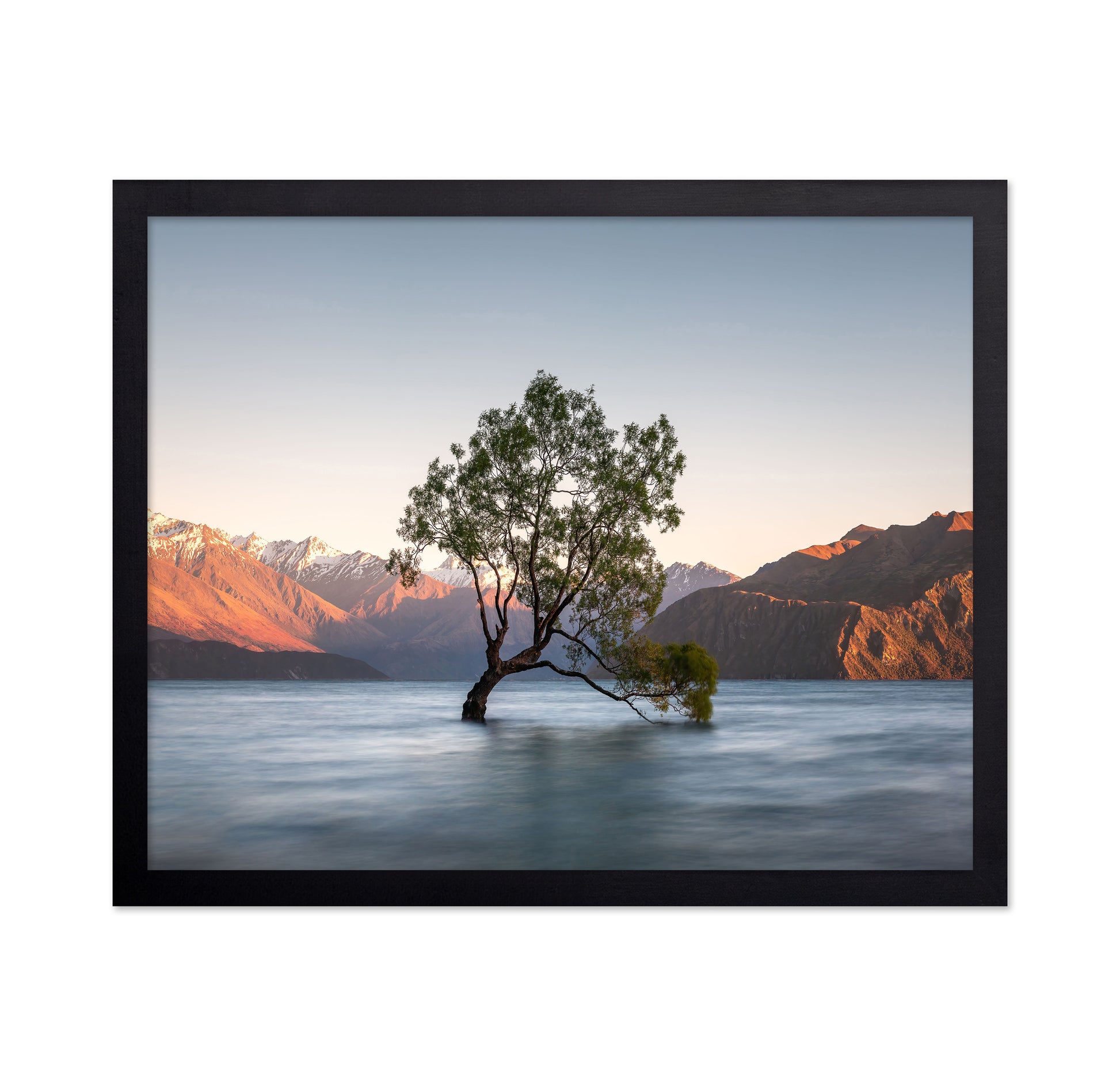 Wanaka Tree