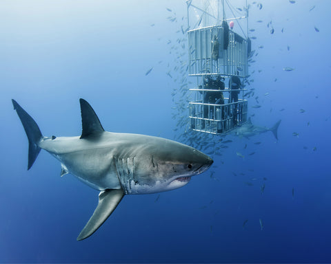 Animals In Cage