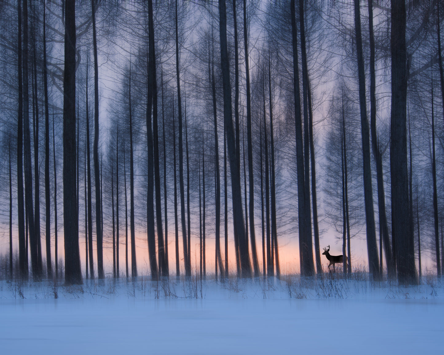 Winter Forest Deer