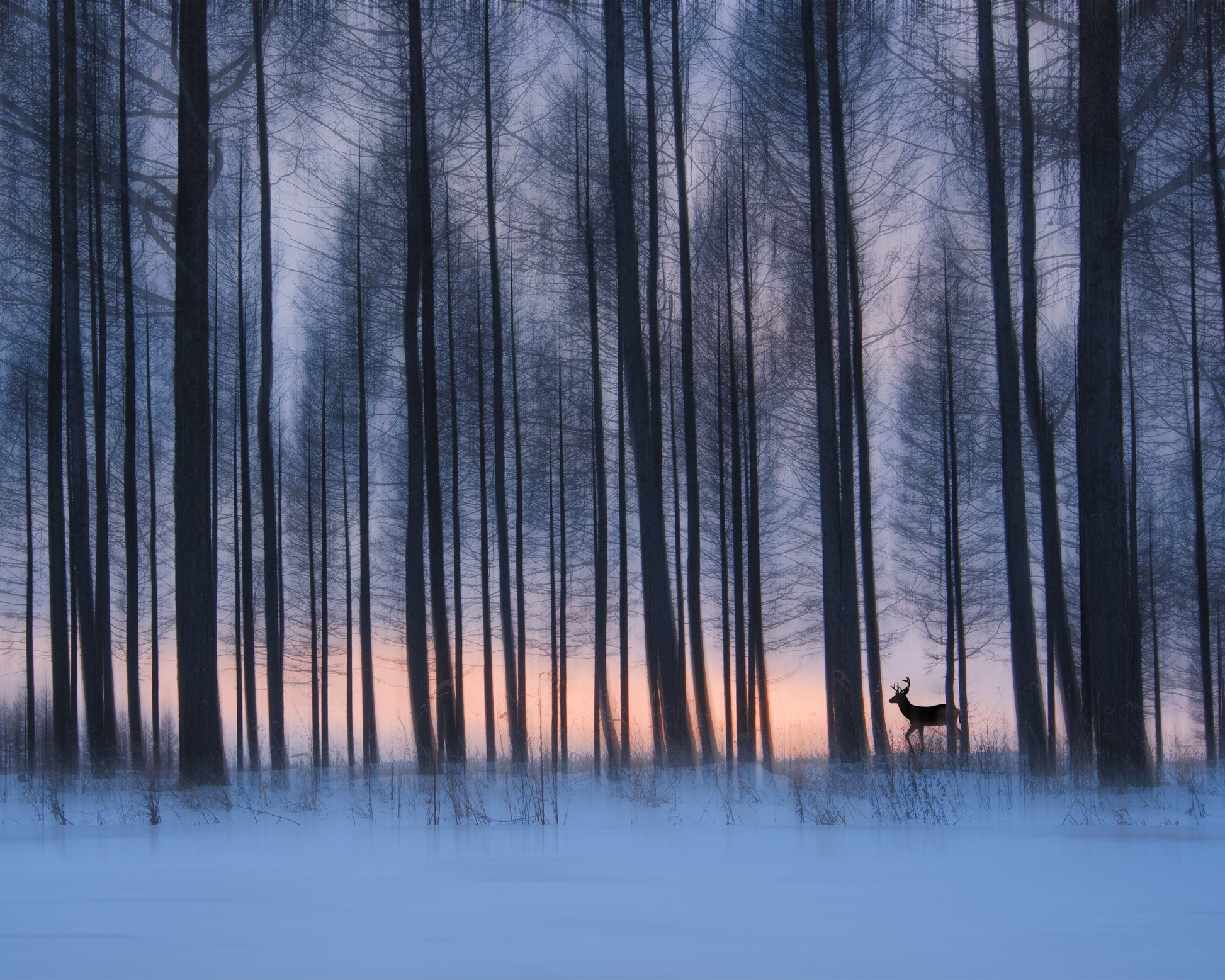 Winter Forest Deer