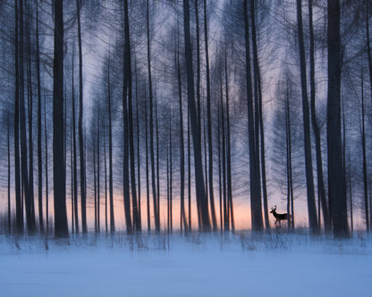Winter Forest Deer