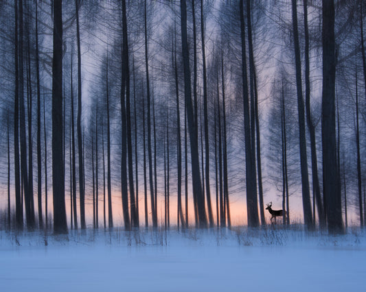 Winter Forest Deer