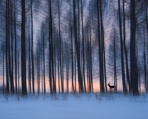 Winter Forest Deer