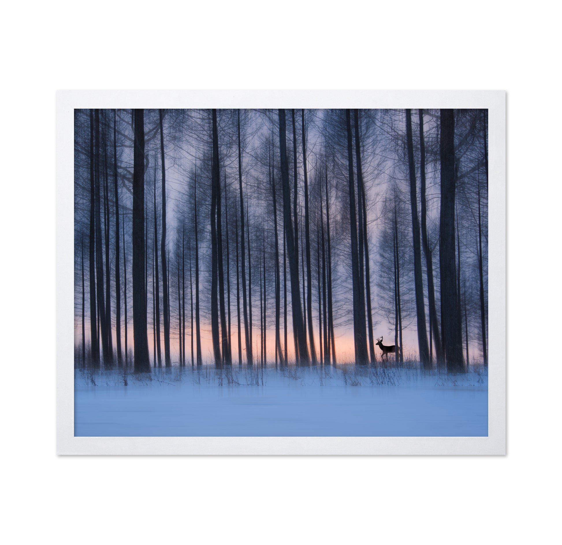 Winter Forest Deer