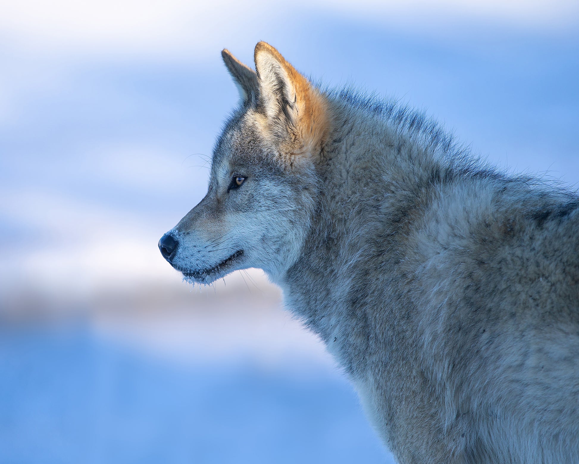 A Vigilant Wolf