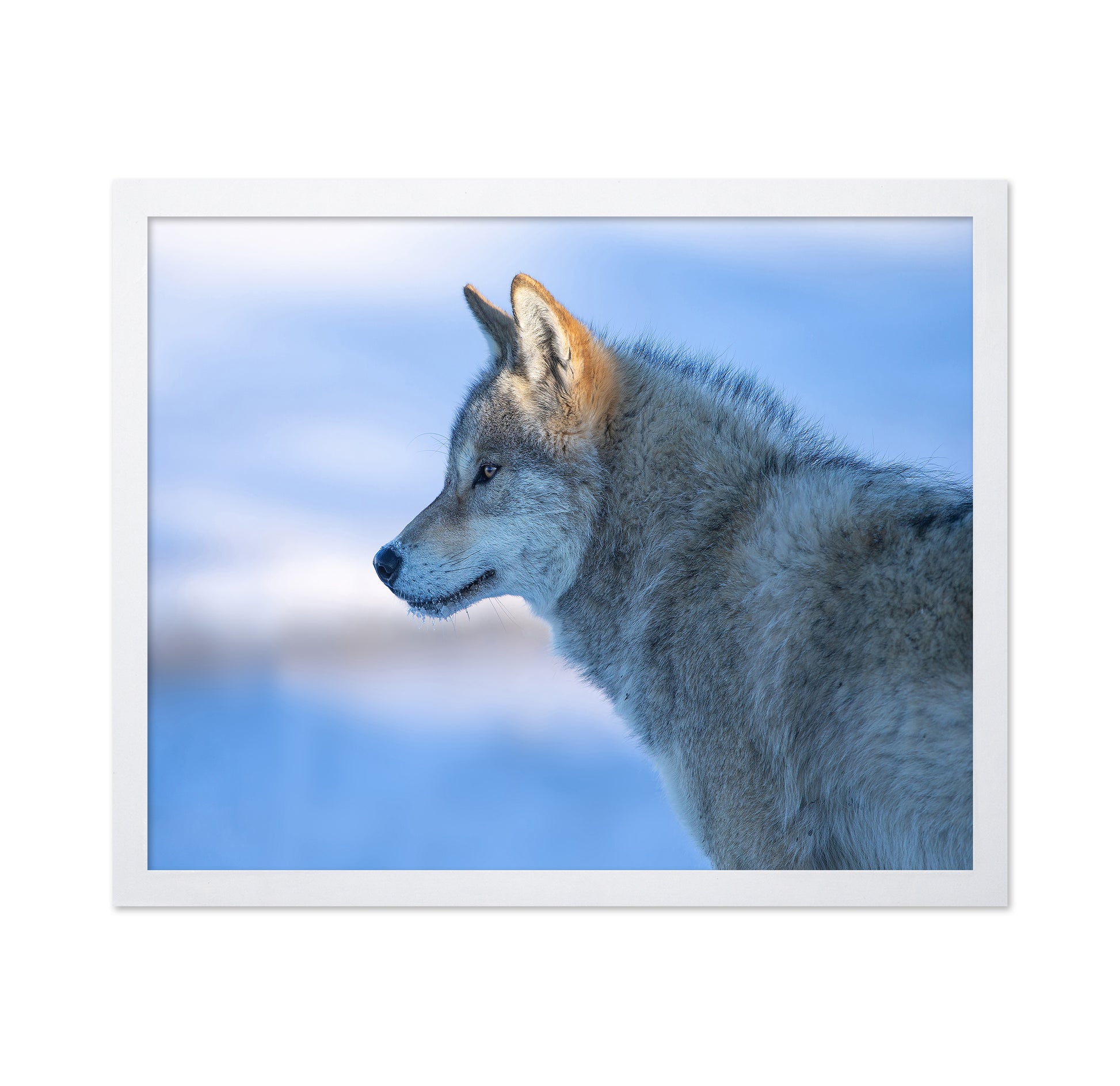 A Vigilant Wolf