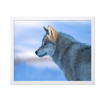 A Vigilant Wolf