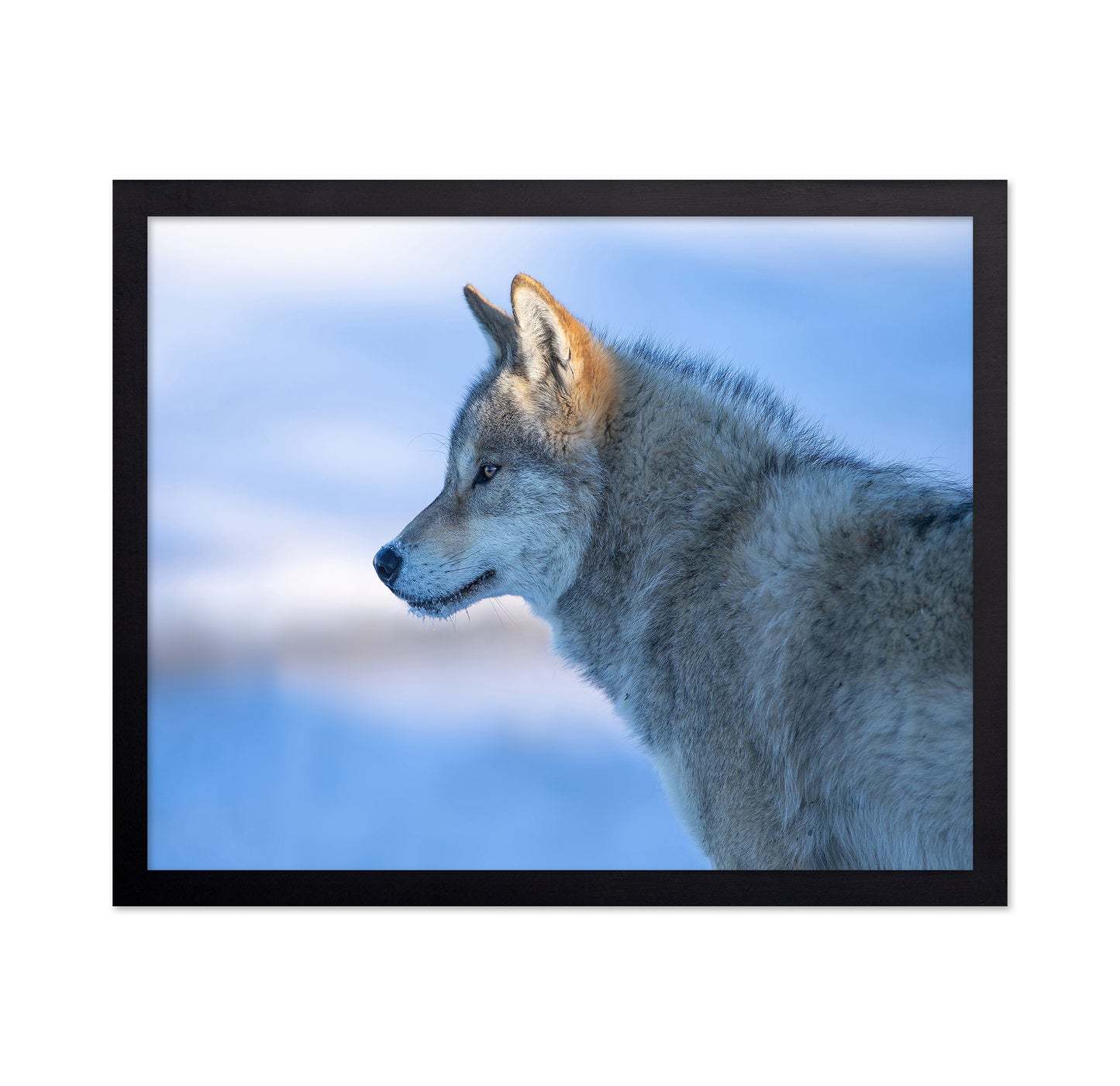 A Vigilant Wolf