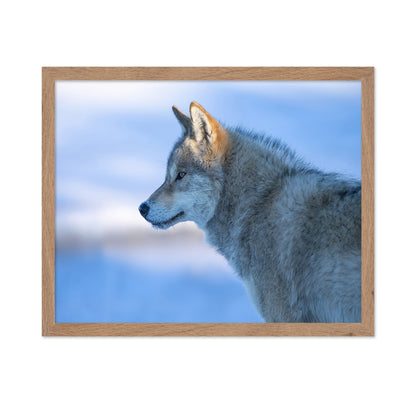 A Vigilant Wolf