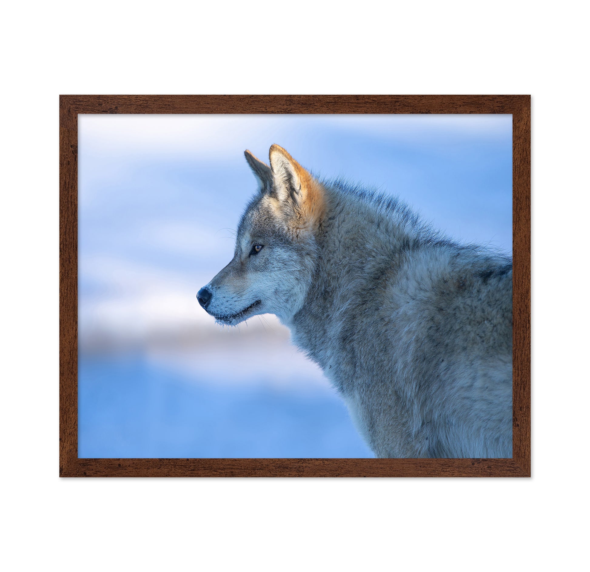A Vigilant Wolf