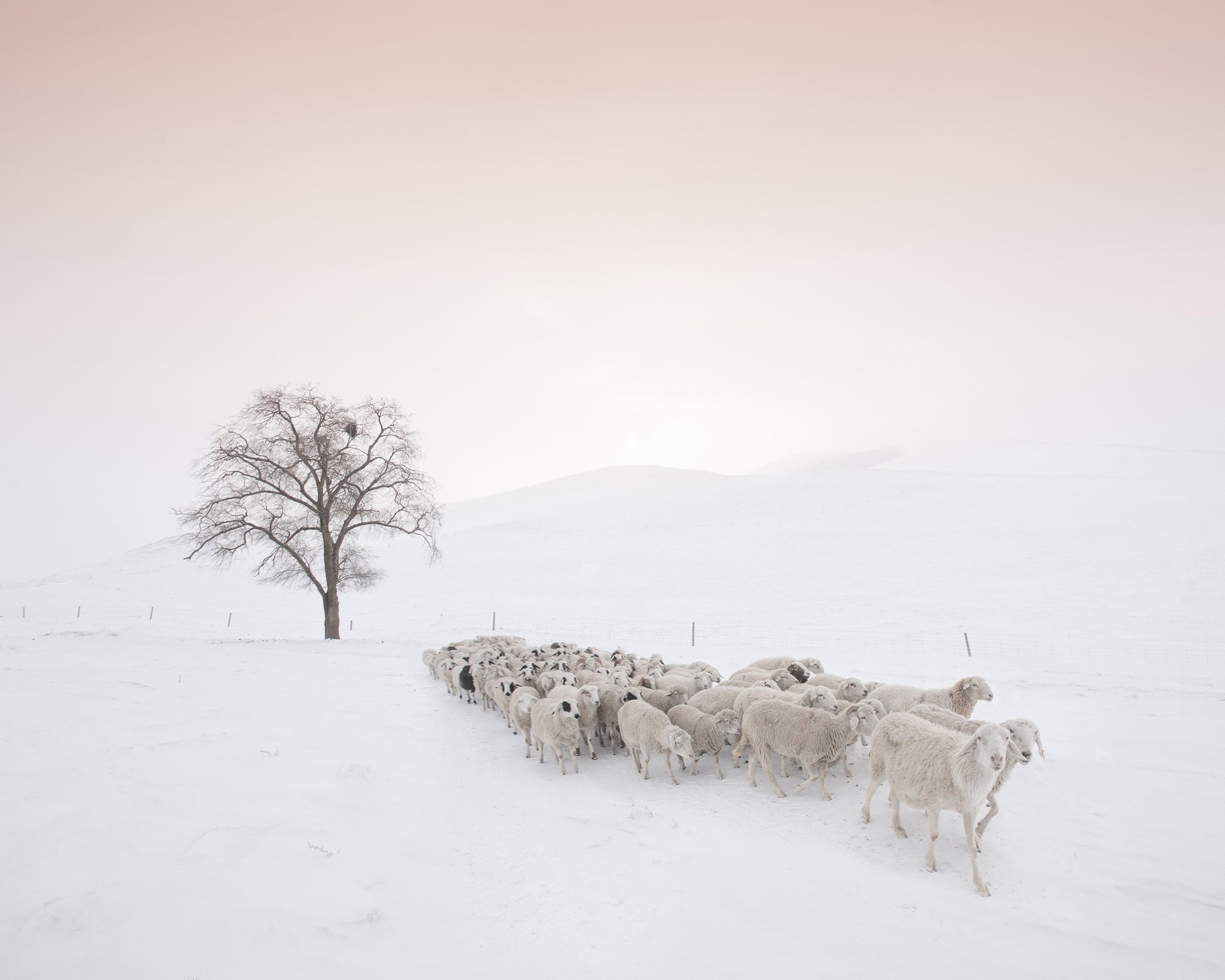 Flock Looking For Food